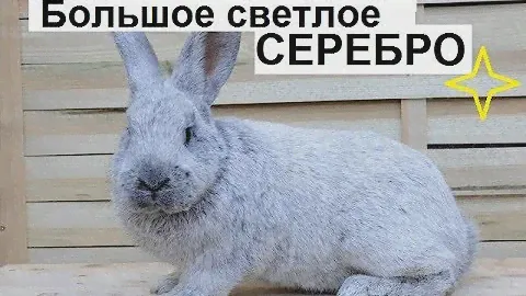 Порода кроликов большое светлое серебро. Новые серебристые кролики