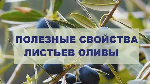 Листья оливы - полезные свойства. Стоит ли купить Экстракт листьев оливы
